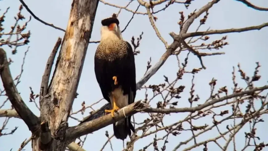 Oiseau Rare Québec: a rare visitor turns a Quebec weekend into a birdwatching moment