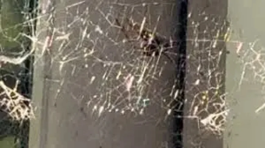 Noble False Widow: Why Spider Bite Hospital Admissions in England Are Rising