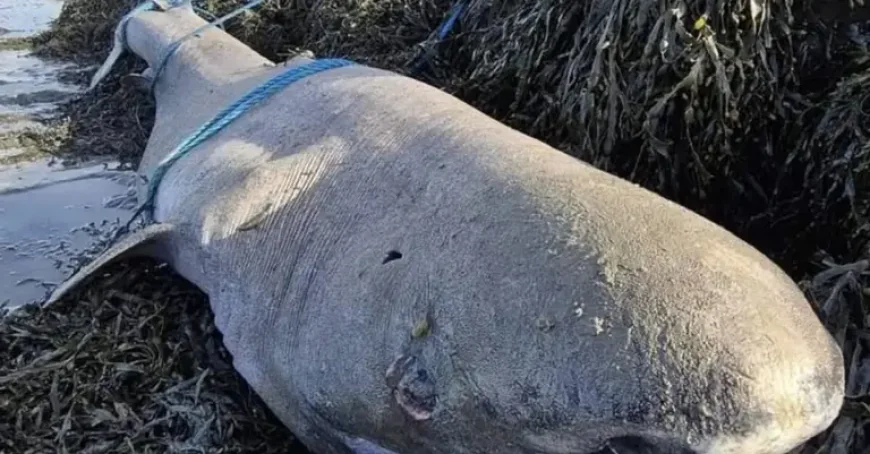 Greenland Shark Washes Up in Sligo: 5 Facts Behind the Rare Strandings