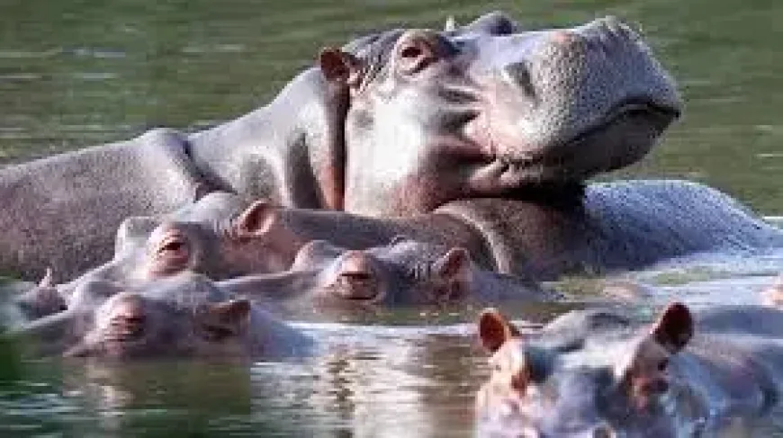 Colombia to cull 80 hippos tied to Pablo Escobar after decades of growth