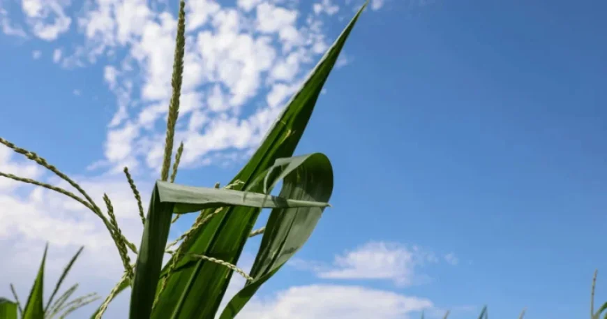 Survey Reveals Fertilizer Costs Unaffordable for Most Farmers Nationwide