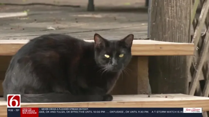 News On 6 Live: Bobcat fever cases rising in Green Country