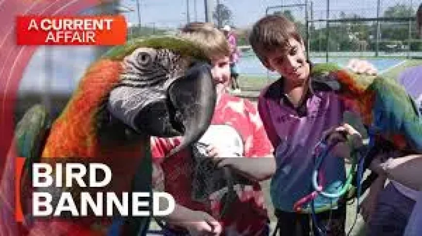 Beenleigh Tennis Centre and the human story behind a sudden animal ban