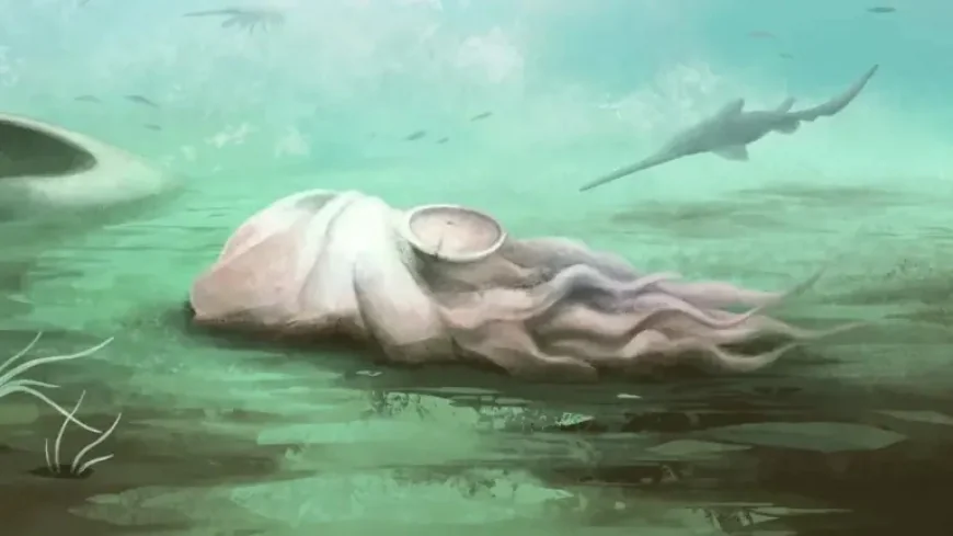 Octopus Fossil Reclassified After New Scan Reveals a Different Sea Creature