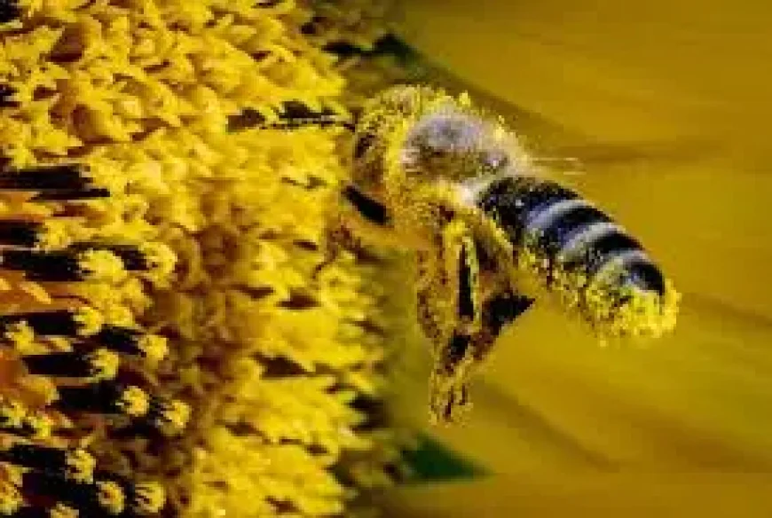 Health Canada Approves Neffy for Needle-Free Anaphylaxis Treatment