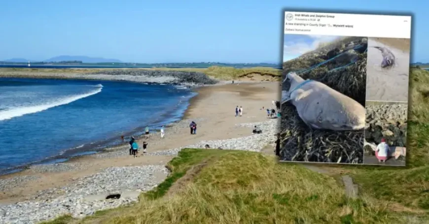 Irlandia: 150-year-old shark on a beach reveals a rare Arctic mystery