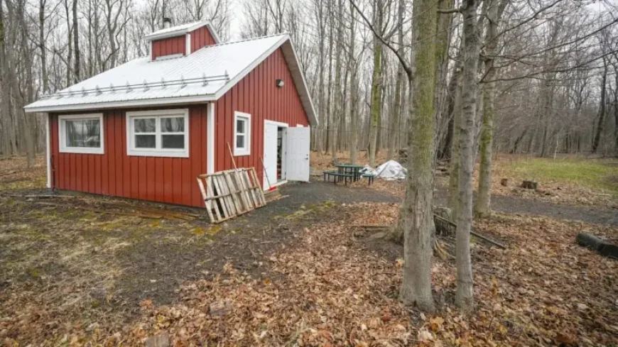 Plomb Forces Kahnawake School to Halt Maple Season