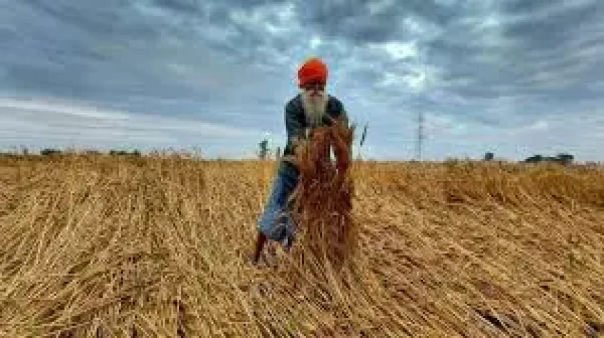 Fertilizer Watch Stalls as Global Food Shock Fears Build