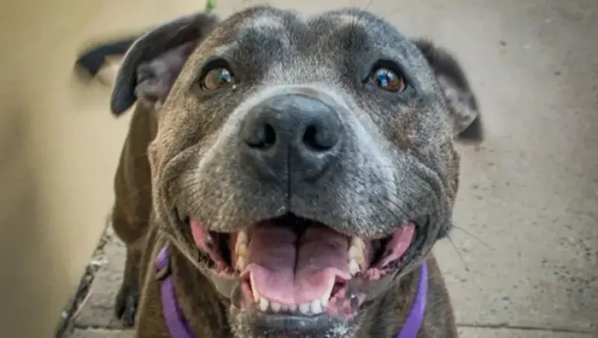 Puppy Memories, 39.5K Likes, and One Staffy Habit That Never Changed