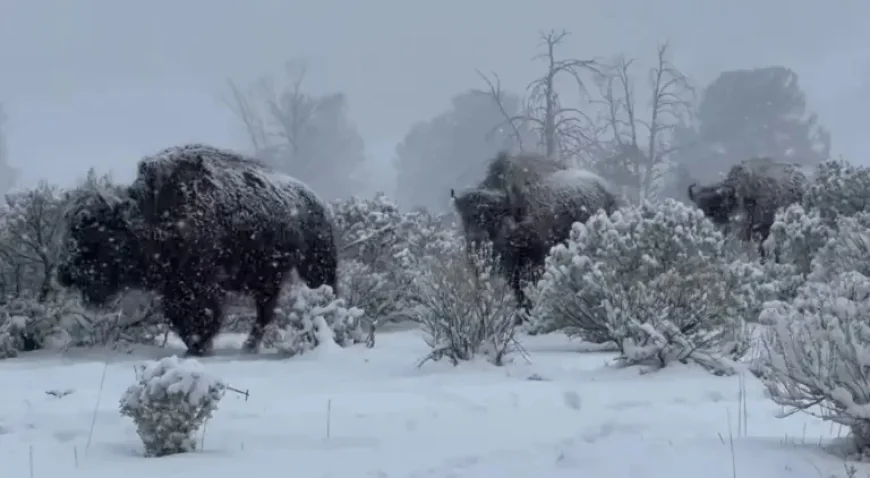 Yellowstone National Park Bison Face Heavy Spring Snow as the Seasons Turn Too Soon