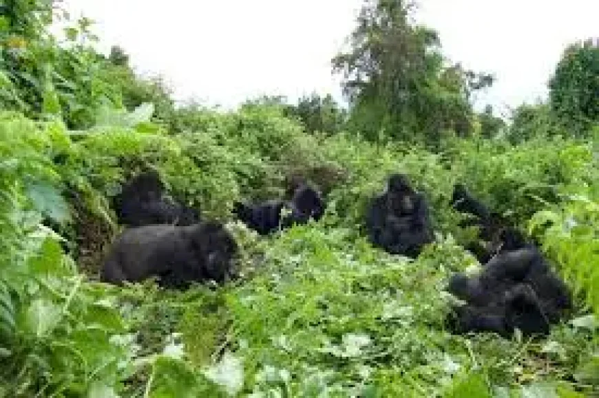 David Attenborough and A Gorilla Story: rare comeback, fresh warnings