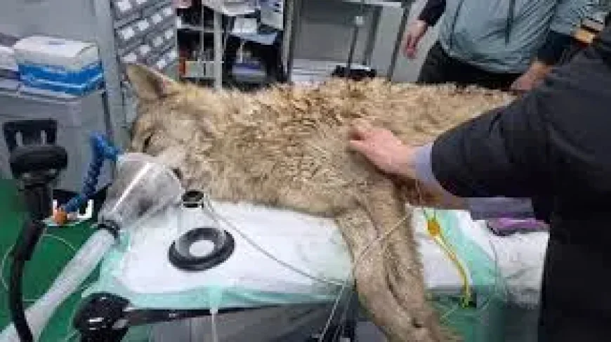 Wolf captured after nine-day search: 3 lessons from Neukgu’s dramatic return