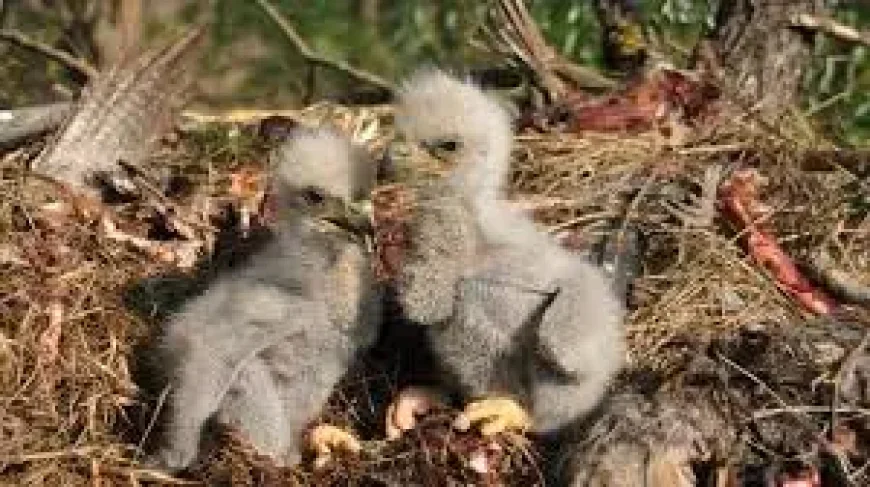 Eaglets Euthanized After Storms Swept Away Their Nest