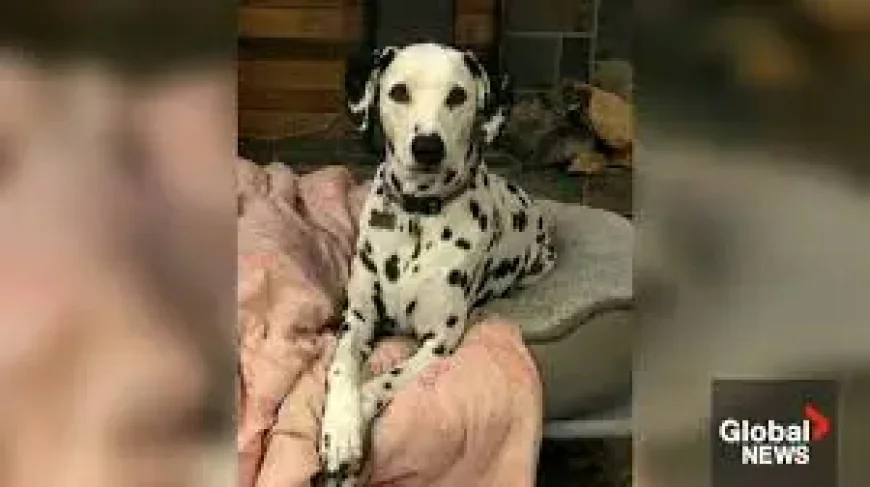 Diane Cooper Missing: 10 Days, 2 Provinces, and a Search That Keeps Expanding