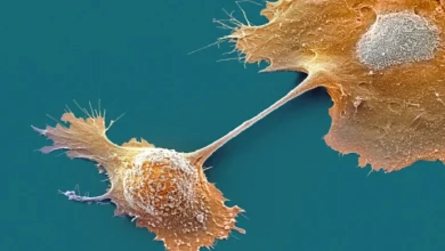 Meta to Slash 8,000 Jobs on May 20, More Cuts in 2026