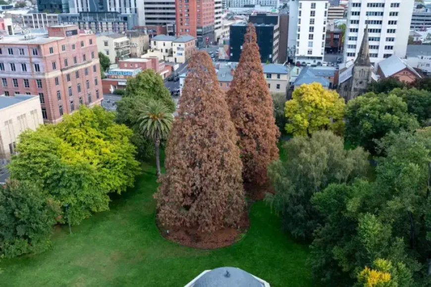 St David’s Park Tree Removal: Hobart Loses Two 88-Year-Old Giants After Rescue Efforts Fail