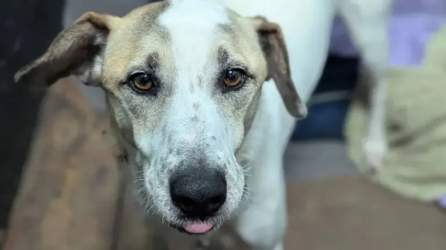 Ralph Rescue Dog Returned After 12 Days: Why One Adoption Ended in Heartbreak