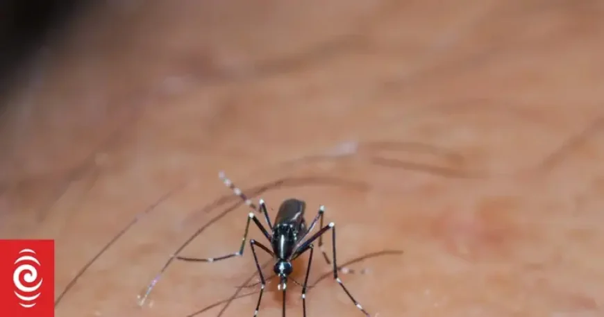 Tonga faces a dengue outbreak as hospitals and families stay on alert