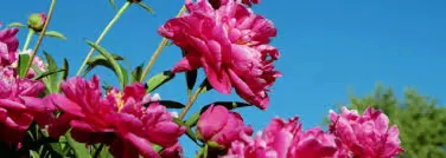 When Is Earth Day in 2026? Local Events Show Why the Date Still Matters