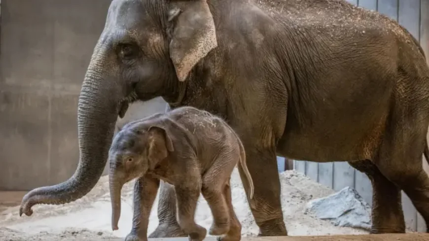 Smithsonian National Zoo baby elephant Linh Mai makes Earth Day debut