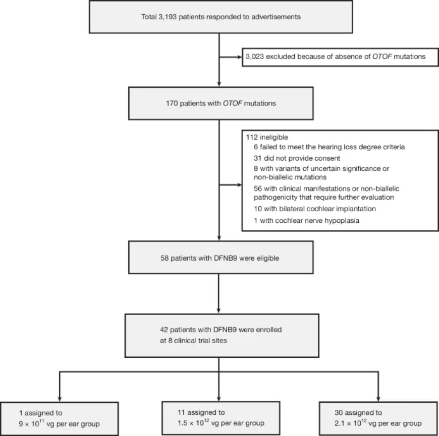 Extended Study: Multicentre Gene Therapy Effective for OTOF-Related Deafness