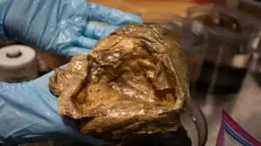 Ocean Mystery Solved: 5 Clues Behind Alaska’s ‘Golden Orb’