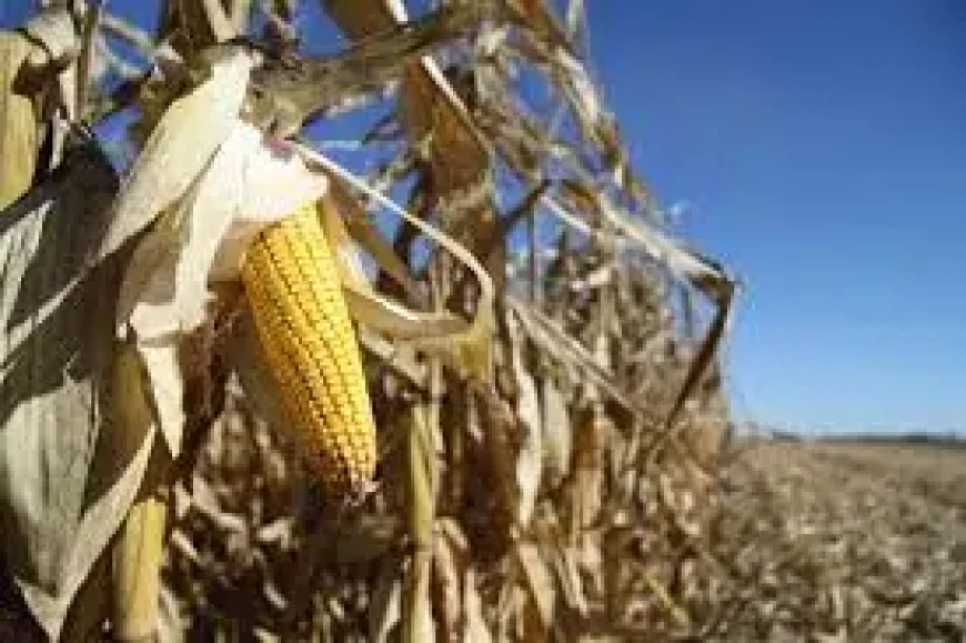 United States Farm Bill Nears New Pressure Point as Year-Round E15 Push Gathers Force