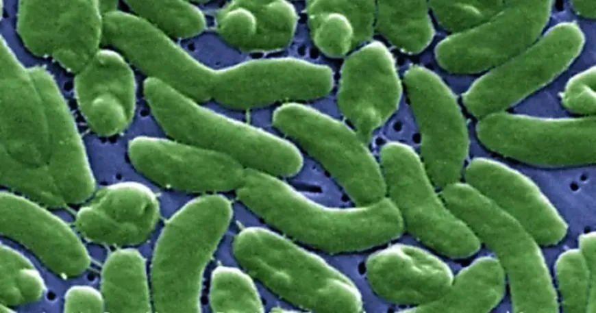 Vibrio Vulnificus New York Waters: Health Experts Warn of Fast-Moving Risk on Long Island