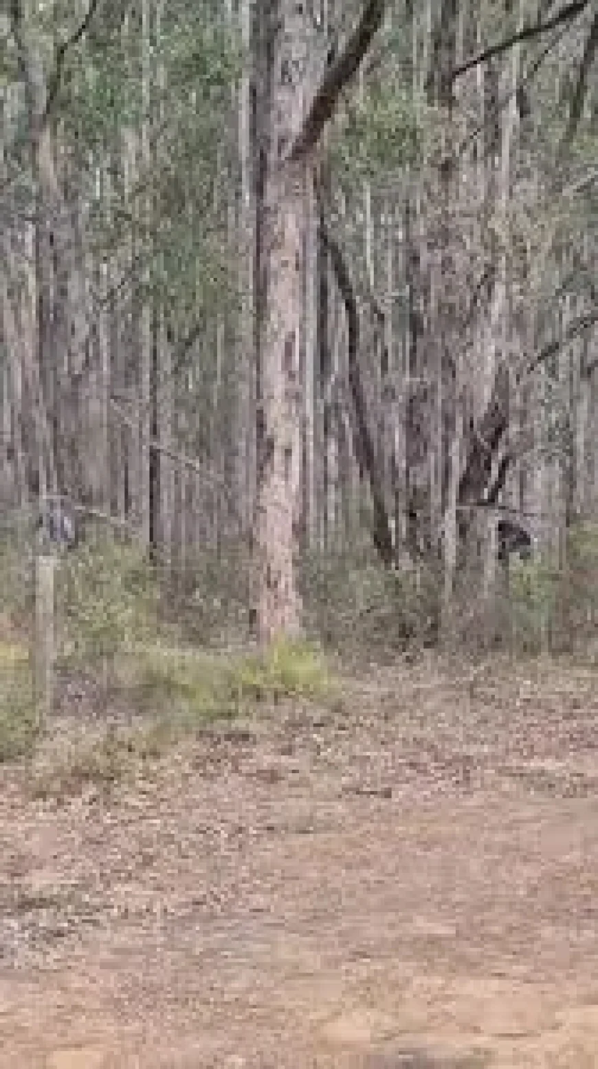 Inman Valley body discovery: bushwalker’s grim find turns a quiet conservation park into a major crime scene