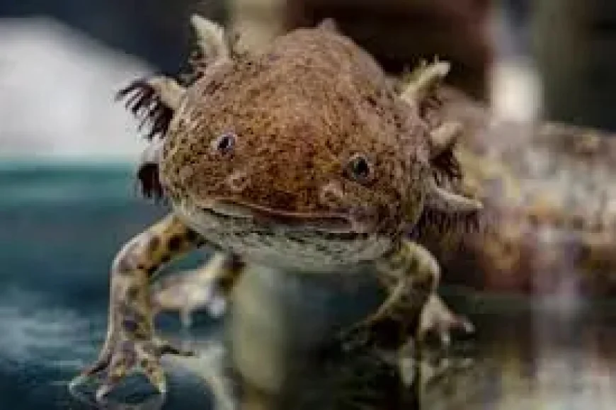 Rare Axolotl Found Under Bridge: Dippy Recovering After Welsh River Rescue