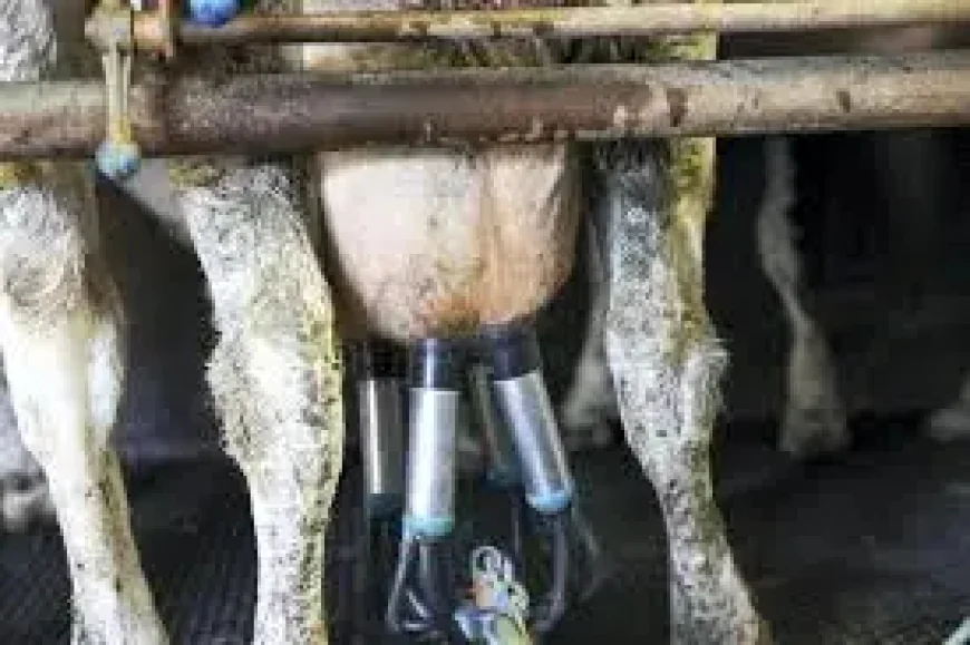Milk price collapse warning as EMB presses for urgent action