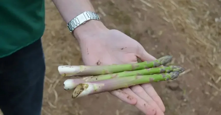 Vale Of Evesham: 5 things behind Britain’s asparagus season opening