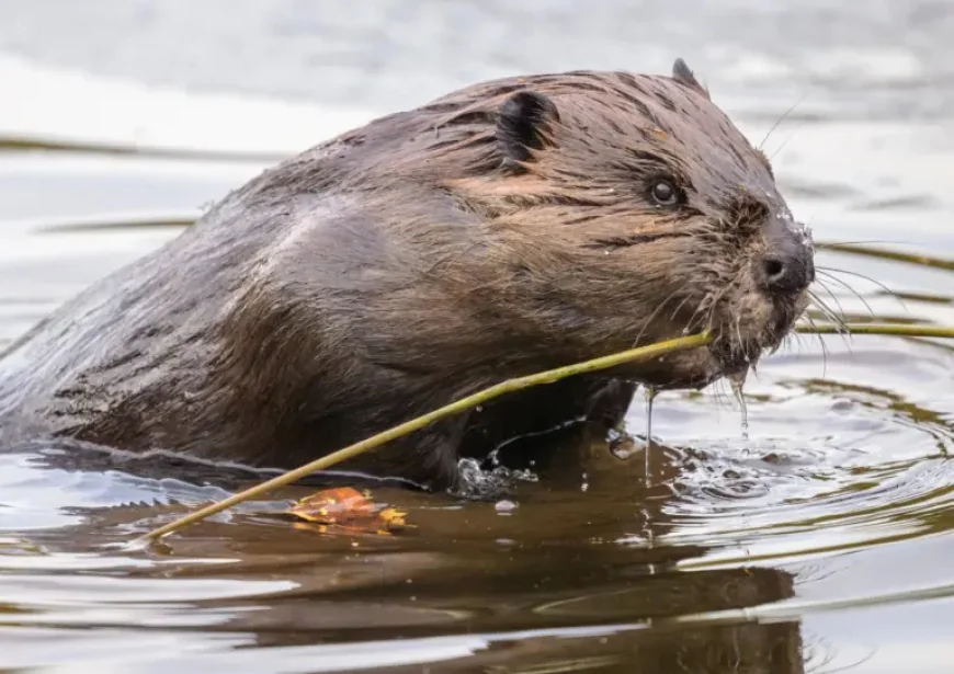 Arctic beavers are reshaping rivers and lakes in 3 unexpected ways