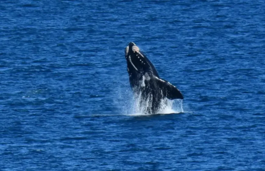 Kangaroo Island as the first Southern Right Whale of the season appears
