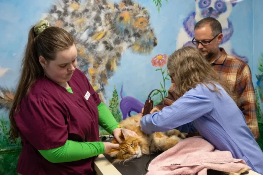 Private Equity Transforms Asheville Vet Clinics amid Practitioner Concerns