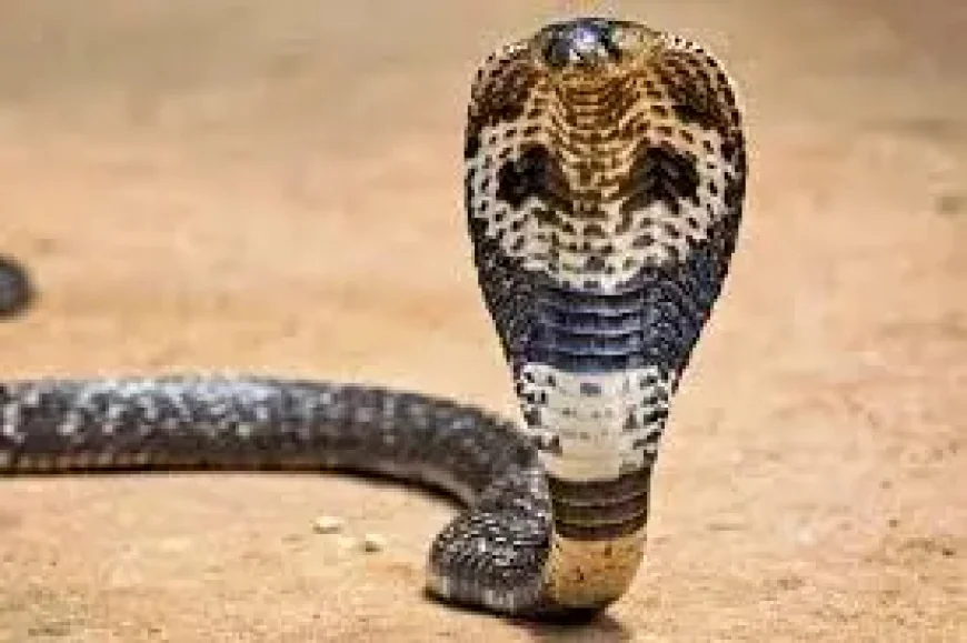Egypt after the snake show death: what the case now reveals