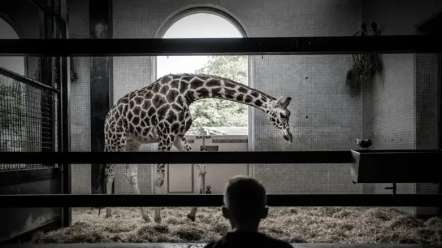 London Zoo at 200: 3 ways a new £20m hospital is reigniting the debate