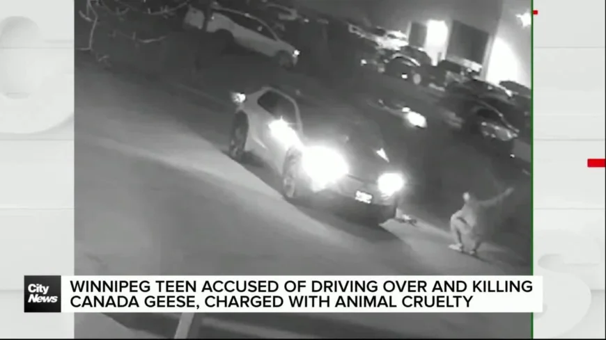 Winnipeg Teen Faces Charges After Three Geese Incidents