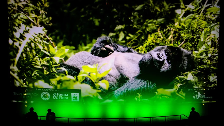 Attenborough Revisits 1979 Gorilla Scene for Cbeebies Iplayer