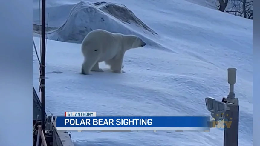 Joy Keats Captures April 19 St. Anthony Polar Bear Video
