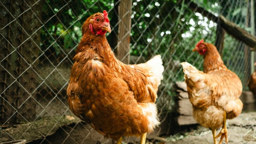 CDC Investigating Drug-Resistant Salmonella Outbreak Tied to Backyard Poultry Across 13 States