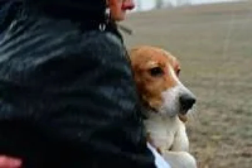 Big Dog Ranch Rescue agrees to buy 1,500 Beagle from Ridglan Farms