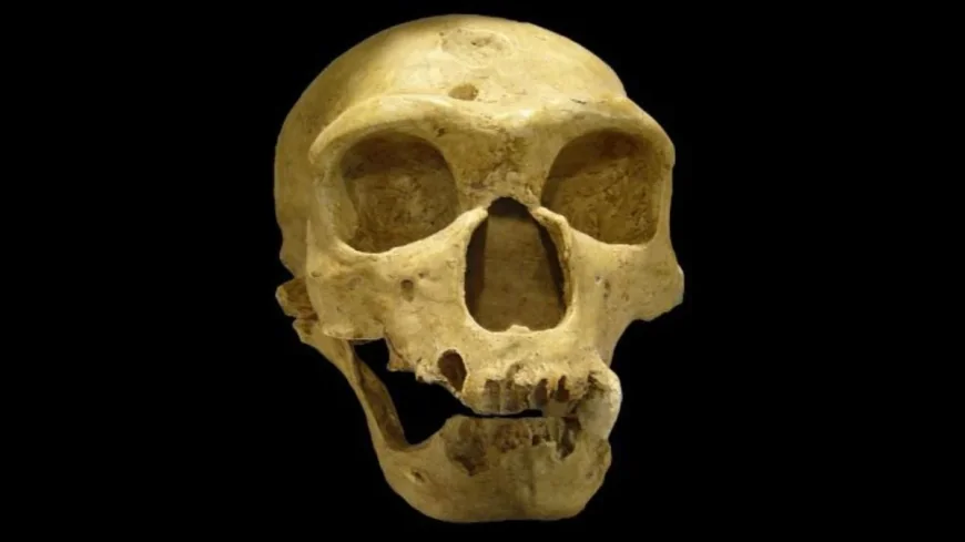 Connor Dewar study links 2 habitat networks to Neanderthal extinction