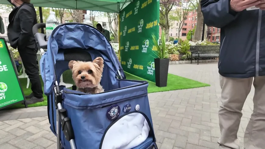 New Jersey Lottery unveils 18 dogs for Jersey Dog scratch-off