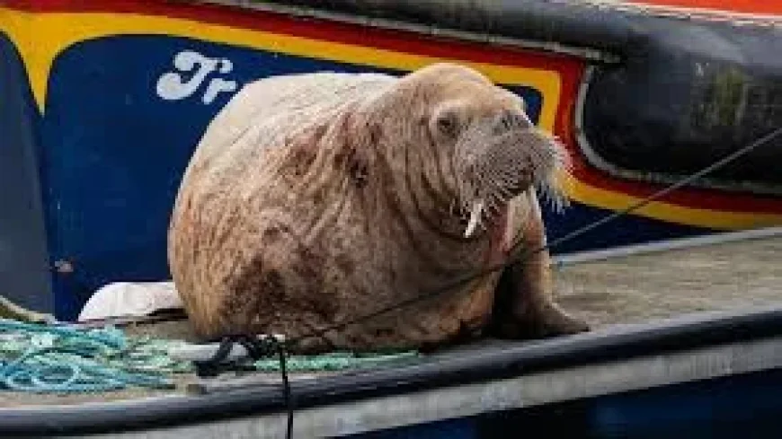 Magnus the Walrus Stops in Findochty After Five Scottish Sightings