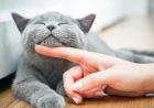 Gatineau helps 18 MRC de Papineau towns fight stray cats