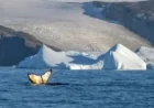 Aurora Expeditions sends Antarctica voyage to 78º 44.405’ south