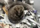 Yorkshire Water worker rescues hedgehog from Wakefield chamber