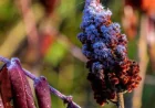 Environment Canada issues Niagara frost advisory for Thursday night