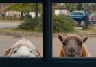 Hugh Jackman Stars as George in The Sheep Detectives